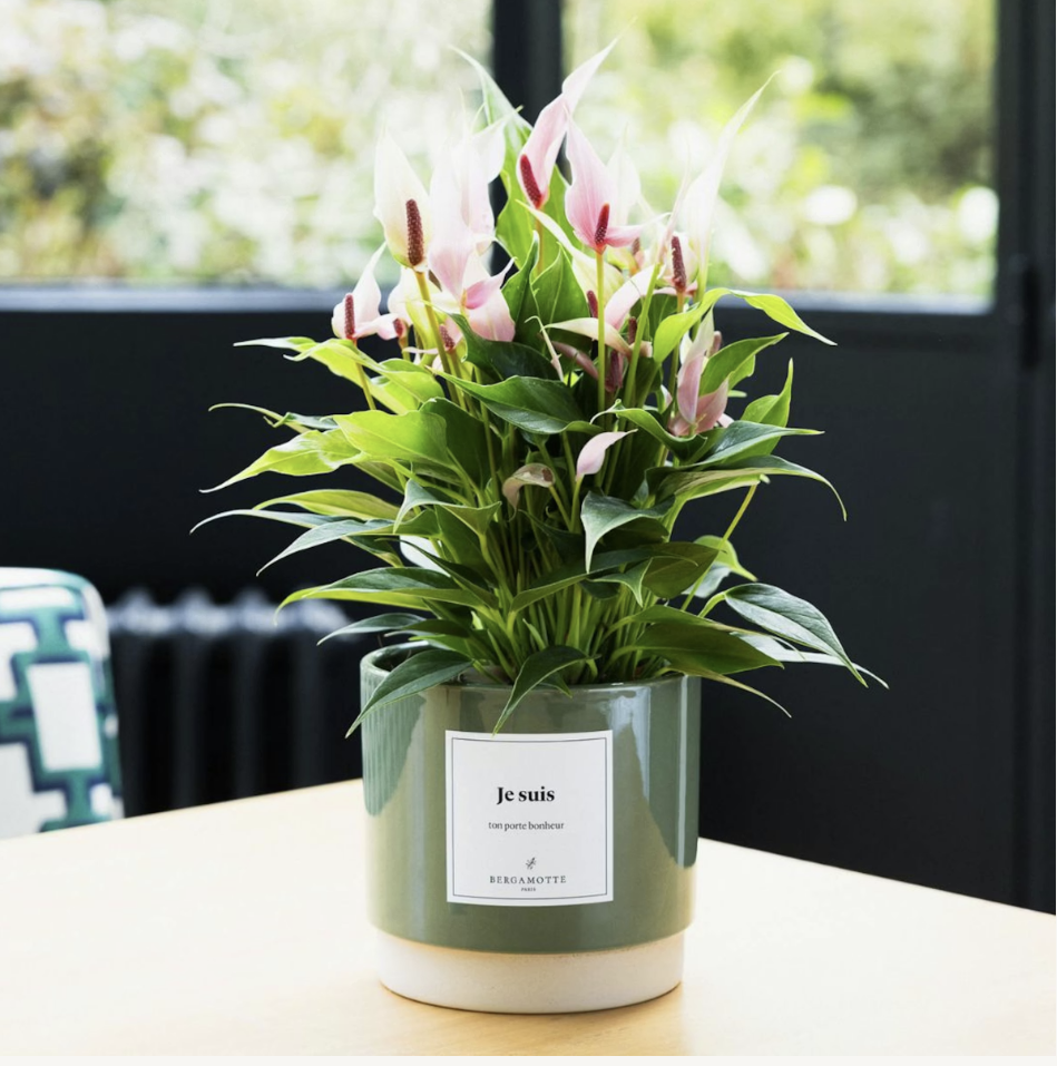 plante